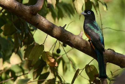 Costa Rican Birds
