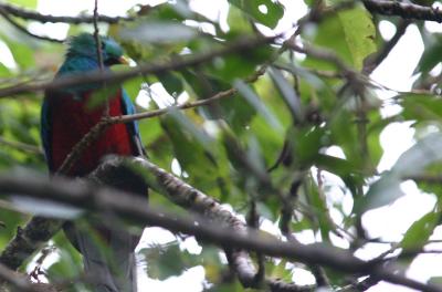 u42/dholm/medium/27208161.ResplendentQuetzal.jpg