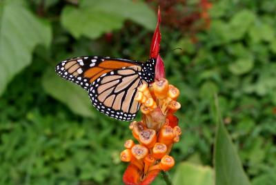 Costa Rican Insects&Reptiles