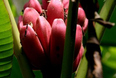 Costa Rican Flora