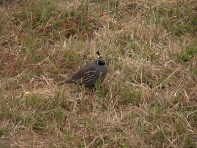 Quail