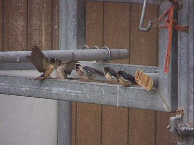 Baby Swallows Dinner Time