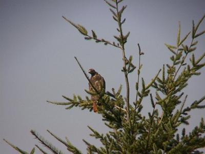 Redtail Hawk