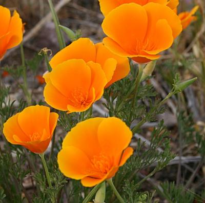 poppies