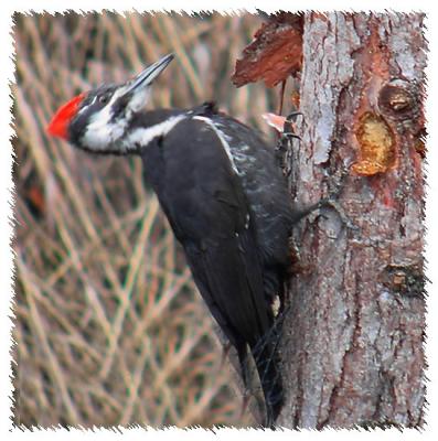 Pileated.jpg