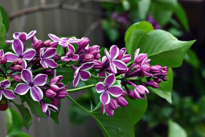 Bi-colored Lilac