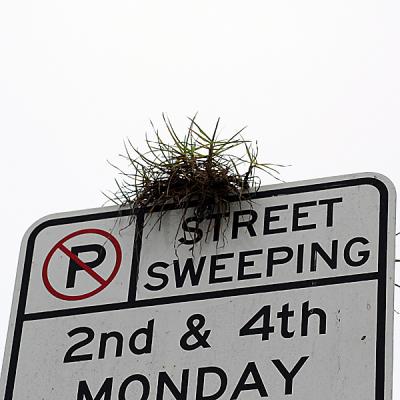 Street Sweeping