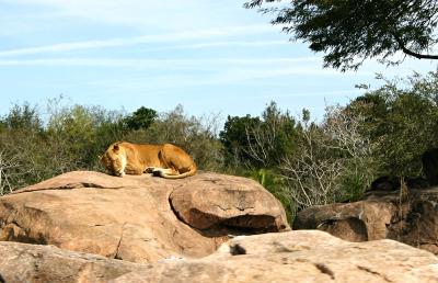 lioness sleeping.jpg