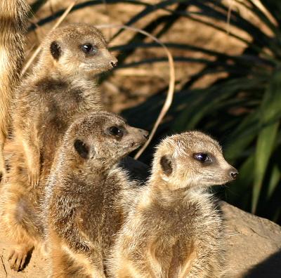 the watchers