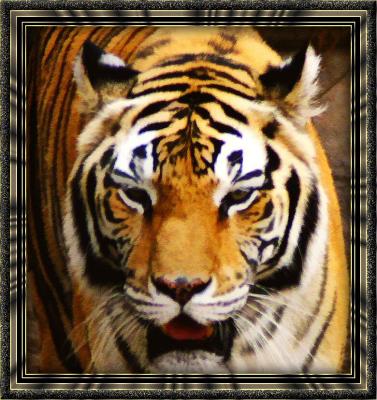 tiger painting2.jpg