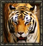 tiger painting2.jpg