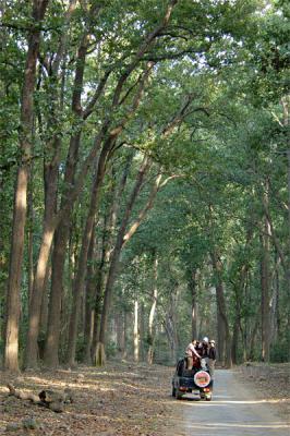 Driving in corbett