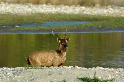Sambar male