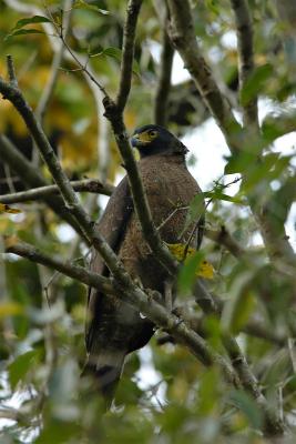 Crested Serpent Eagle 1