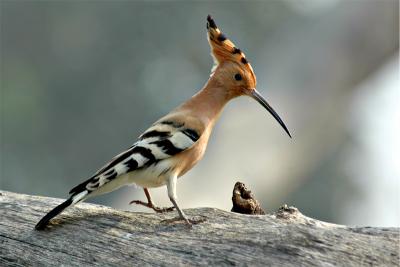 birds_india