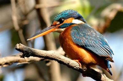Common Kingfisher