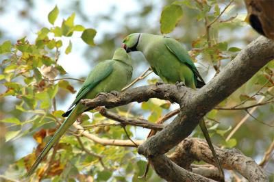 Rose Ringed Parakeet
