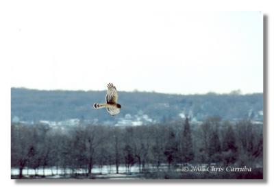 Coopers Hawk