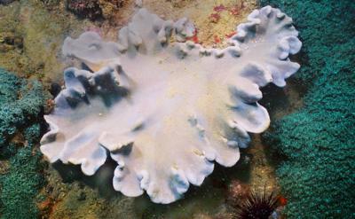 皮革軟珊瑚 