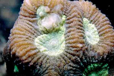 蜂巢珊瑚 