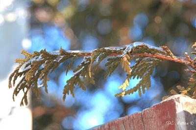 Ice_crw_1106_1b.jpg