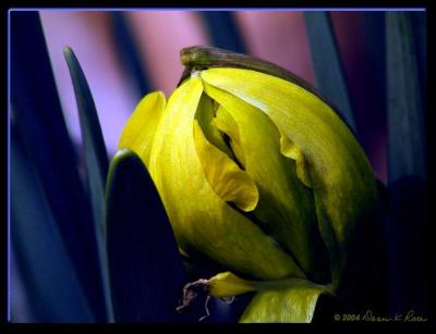 u42/donnar/medium/27308259.QEP3256375copy1.jpg