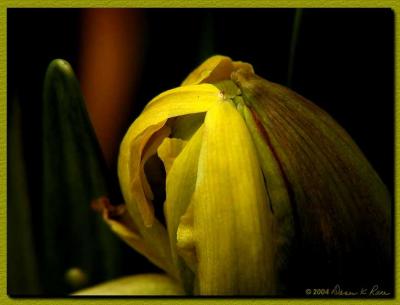 Same Daffodil ready to bloom...different lighting.