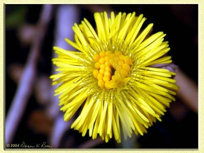 Coltsfoot, Dandelions, & Ragwort