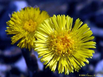 Coltsfoot with different lighting.