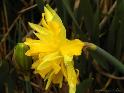 Mother encouraging daughter bulb to bloom?