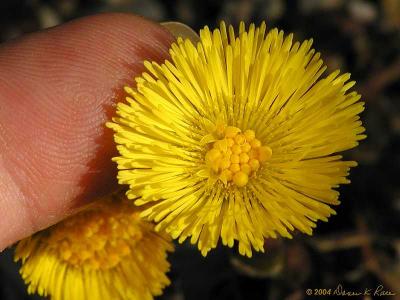 Coltsfoot and my finger for size comparison.