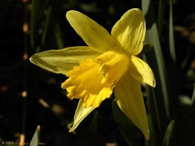 Historic Daffodils ~ WV ~ March 2004