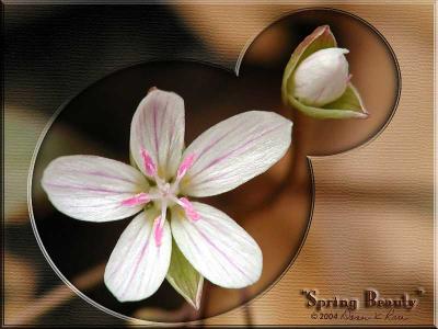 <b>Spring Beauty</b> ~ Mar, 2004