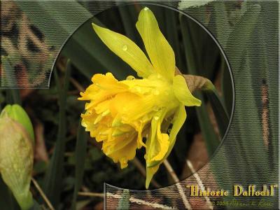 Daffodils ~ Mar, 2004