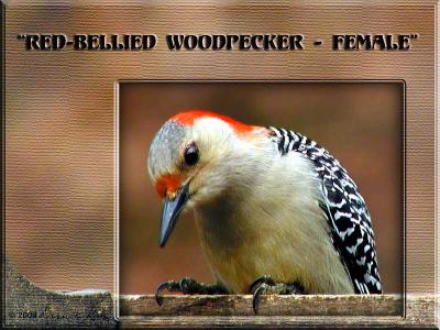 Female Red Bellied Woodpecker ~ Mar, 2004