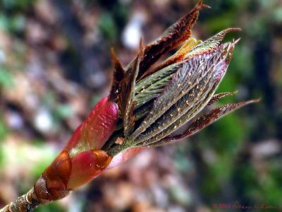 Leaf Buds, ferns, fungus, moss, rocks ~ WV ~ April 2004