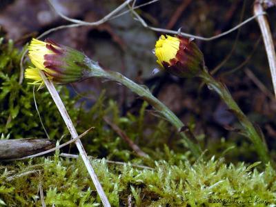 Moss and Coltsfoot
