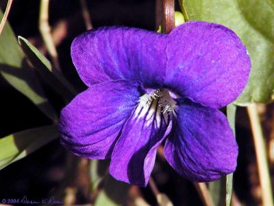 Common Blue Violet