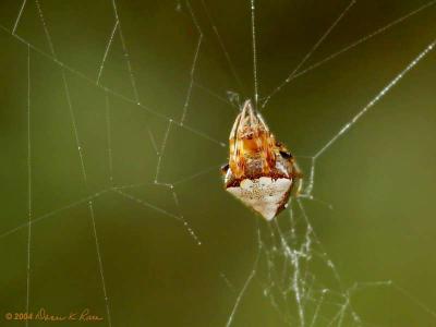 Orb Weaver - 2004