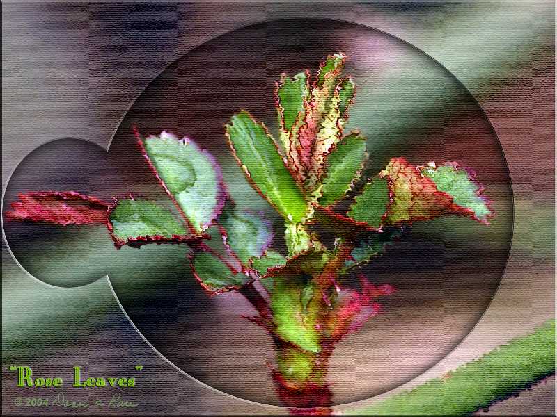 <b>Rose Leaf Budding</b> ~ Mar, 2004