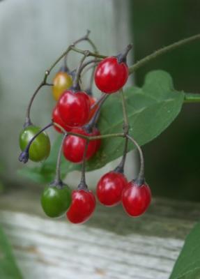 Berries by Fence