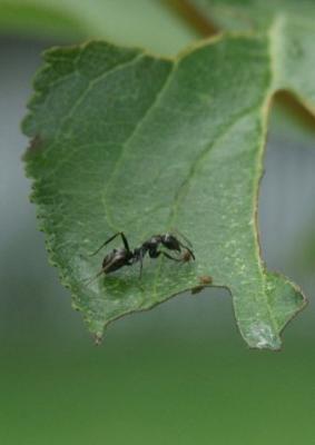 Ant eats aphids