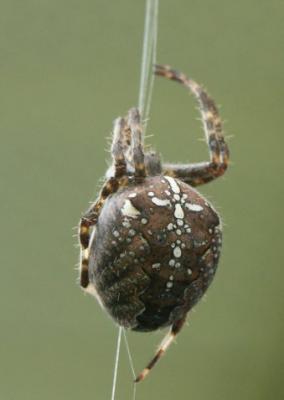 Spider on a strand