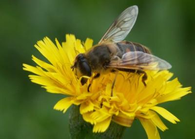 Bee likes pollen