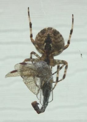 Spider eats dragonfly