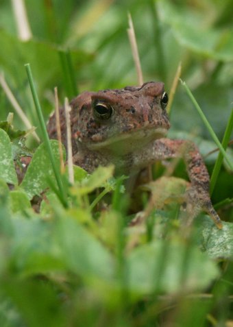 Toad In Grass