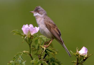 Common Whitethroat (Sylvia communis)