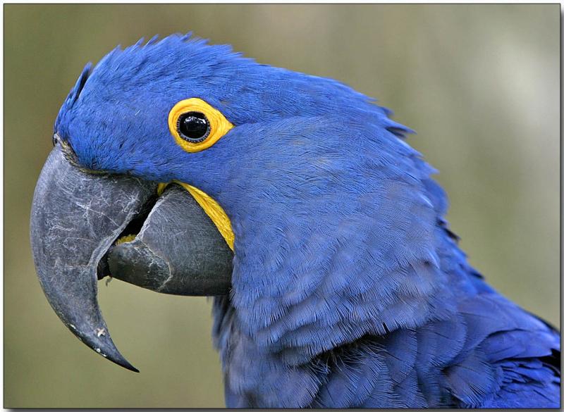 Hyacinth Macaw