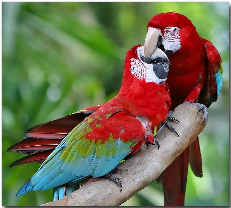 Green-winged Macaw - Love at First Bite
