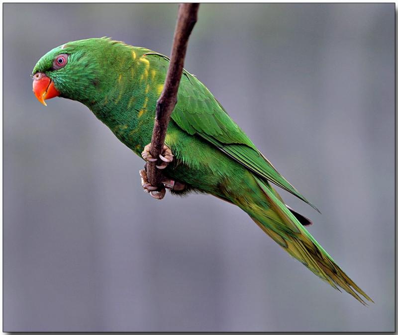Scaly-breasted Lorikeet